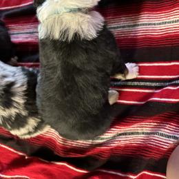 Australian Shepherd Puppies from Hayward aussies