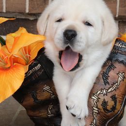 Labrador Retriever Puppies from Castle Hills Labradors