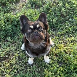 Kai - French Bulldog