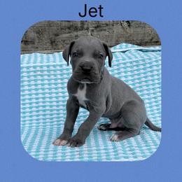 Jet - Blue and white male Great Dane puppy in Gonzales, Louisiana from Anstatt House Of Danes