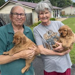 Dachshund and Golden Retriever Puppies from HS Goldens
