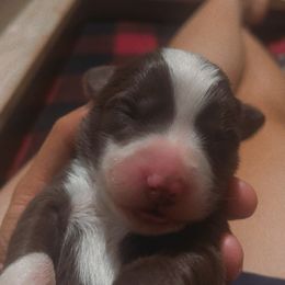 Australian Shepherd Puppies from Tru Blu Aussies