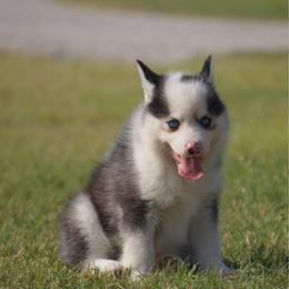 Ike - Black and white male Pomsky puppy in Krum, Texas from Paw-Some Pomskies