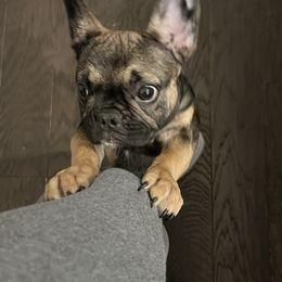 French Bulldog Puppies from Lance Miller