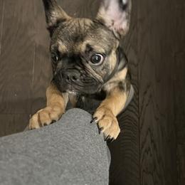 French Bulldog Puppies from Lance Miller