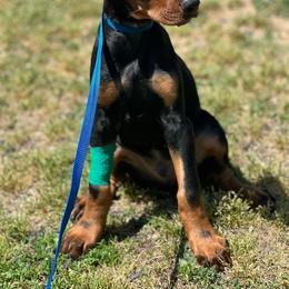 Doberman Pinscher Puppies from El Mareya Misthios Kennel