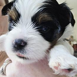 Biewer Terrier and Yorkshire Terrier Puppies from Treasures of Neptune Cove