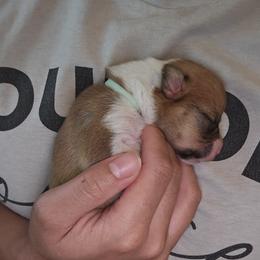 Trixie - Red female Pembroke Welsh Corgi puppy in Palm Bay, Florida from Space Coast Corgi