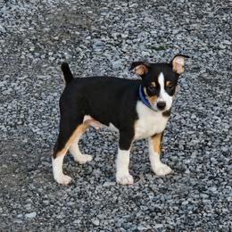 Rat Terrier Puppies from Angela Smith