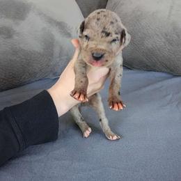 Bugs Moran - Merle Great Dane puppy in Marshall, Michigan from Dream K9