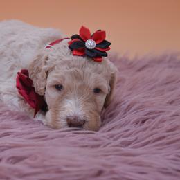 Esme red collar - Cream female Goldendoodle puppy in Lexington, North Carolina from Deborah’s Doodles