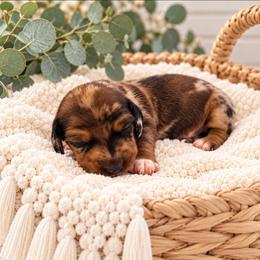 Winston - Dapple male Dachshund puppy in Stoneville, North Carolina from Yadkin Valley Dachshunds