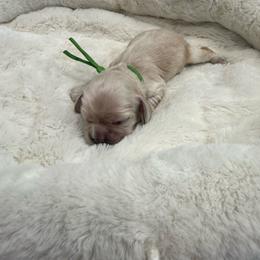 Oakley - Buff male Cocker Spaniel puppy in Ocala, Florida from Ray of Sunshine Spaniels LLC