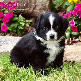 Angel Fish - Black & white female Miniature Australian Shepherd puppy in Evant, Texas from Lazy VT Bar Ranch
