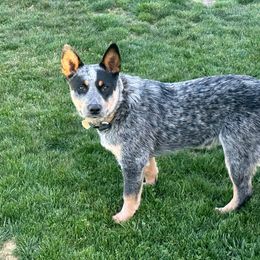 Chase - Australian Cattle Dog