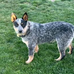 Chase - Australian Cattle Dog