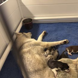 Boy 1 - Red and white male Siberian Husky puppy in Springfield, Virginia from Brushfire Siberians