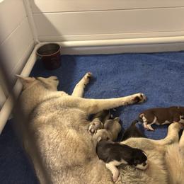 Boy 1 - Red and white male Siberian Husky puppy in Springfield, Virginia from Brushfire Siberians