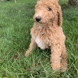 Poodle Puppies from Rocky Mountain Poodles