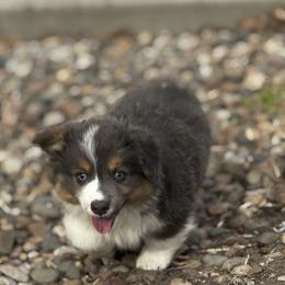 Jingle - Blue male Pembroke Welsh Corgi puppy in Nortonville, Kansas from Low Riders Corgis & Mini Aussies