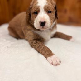 Johnny - Brown and white male Bernedoodle puppy in Jacksonville, Florida from Star of the Sea Doodles