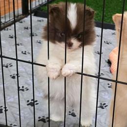 Jim - Chocolate parti male Pomeranian puppy in Meherrin, Virginia from Traveling Poms