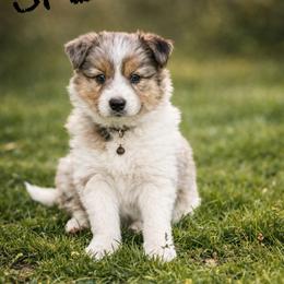 Spencer - Blue merle male Border Collie puppy in Sanger, California from Flying M Cactus Ranch Buddies