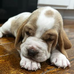 Basset Hound puppies from C & L Beagles and Bassets