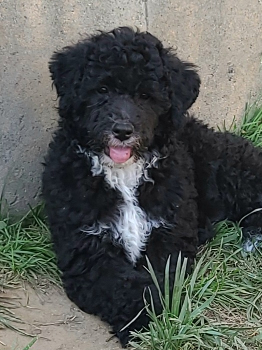 Girl 1 - Portuguese Water Dog puppy in Maine from Lion Heart Pwds
