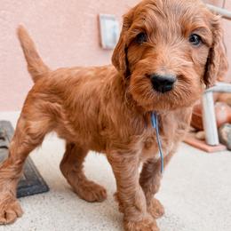 Irish Doodle Puppies from Foxrun Litters