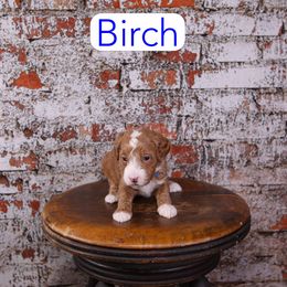 Birch - Red  male Goldendoodle puppy in Calhoun, Georgia from Happy Top Doodles