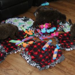 Poodle Puppies from RK'S Pets