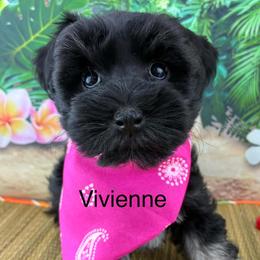 Vivienne - Black female Miniature Schnauzer puppy in Sylvania, Georgia from Southern Sky Miniature Schnauzers