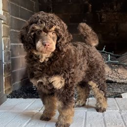 Becca - Poodle