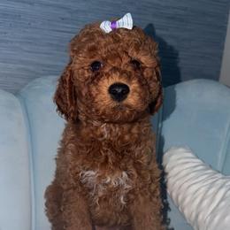 Everest - Red  female Goldendoodle puppy in Springfield, Tennessee from BK3 Miniature Goldendoodles
