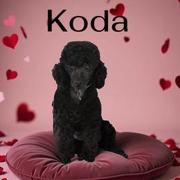 Koda - Poodle