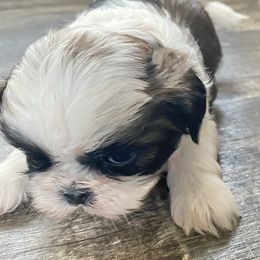 Shih Tzu Puppies from Willow Lane Shih Tzus