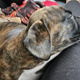 Boxers from NorthEast Ohio Boxers