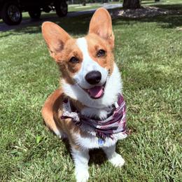 Pembroke Welsh Corgis from Prairie and Pine Pembrokes