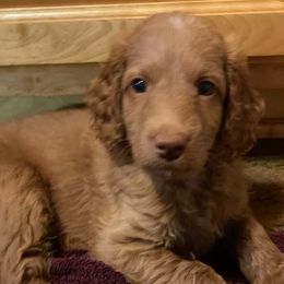 Red - Caramel red male Australian Labradoodle puppy in Eagle, Wisconsin from Fruitful Beginnings,LLC