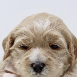 Australian Labradoodle Puppies from Crikey Australian Labradoodles