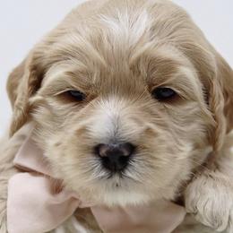 Australian Labradoodle Puppies from Crikey Australian Labradoodles