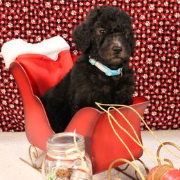 Pumpernickel - Silver male Poodle puppy in Peyton, Co, Usa, Colorado from Peyton Poodles