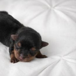 Girl 1 - Black and tan female Yorkshire Terrier puppy in Selden, New York from Alisha's Yorkshire Terriers
