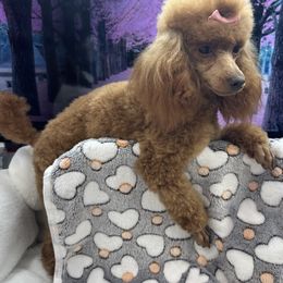 Scarlet - Red  female Poodle puppy in Hardinsburg, Indiana from KC Recherche'