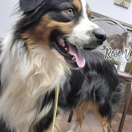 Waylon - Australian Shepherd