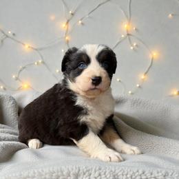 Balto - Black tri-color male Australian Shepherd puppy in Statesville, North Carolina from Charming Australian Shepherds