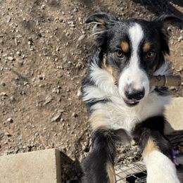 WEST - Miniature Australian Shepherd puppy from Natural Life Ranch