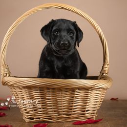 "Charlie, c.2019" Labrador Retriever Puppies from Arctic Texan Labradors