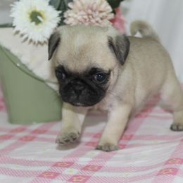 Kady - Fawn female Pug puppy in Morton, Illinois from Dream on puppies